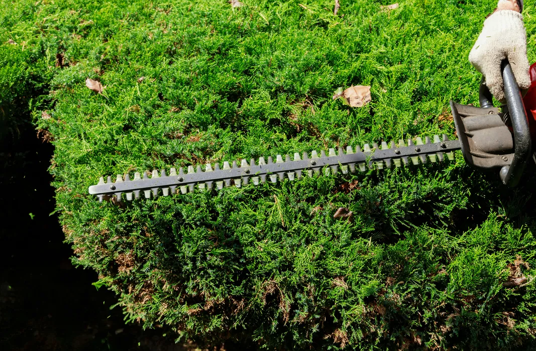 Tree Trimming